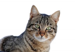 1200px-Cat_March_2010-1