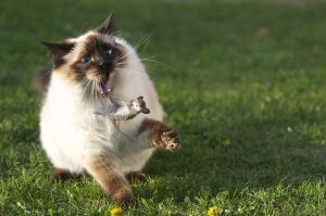 1200px-Large_Siamese_cat_tosses_a_mouse