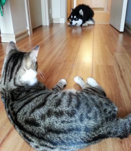Domestic_cat_watching_an_alaskan_malamute