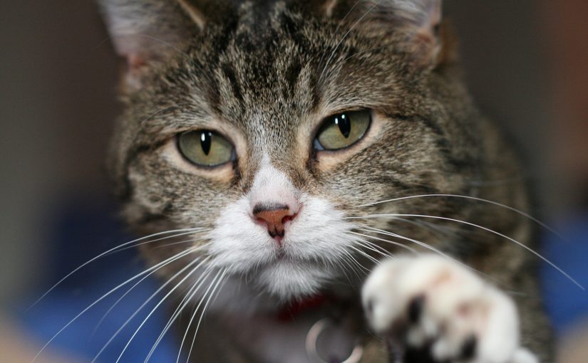 Tamkatt