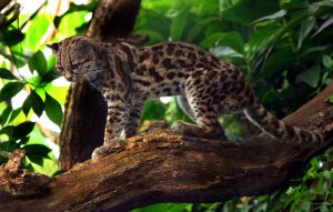 Margaykat_Leopardus_wiedii