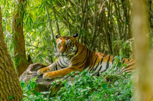 Royal Bengal tiger (Panthera tigris tigris)