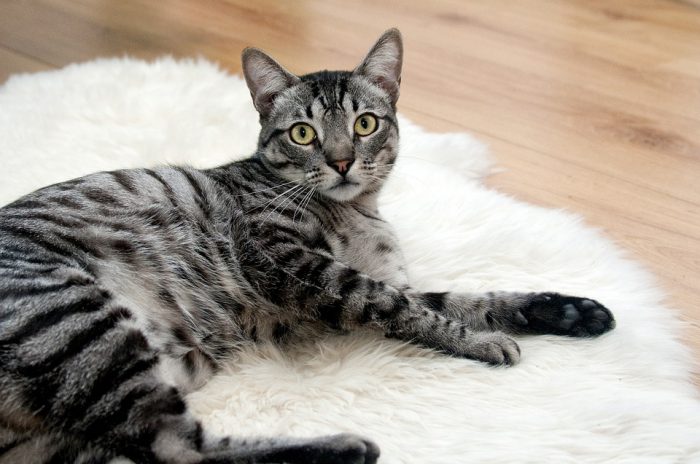 Förbered ditt hem för din innekatt