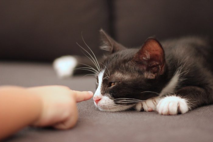 Katter och barn