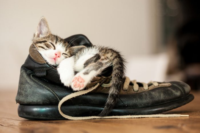 Så skyddar du katten från ormbett