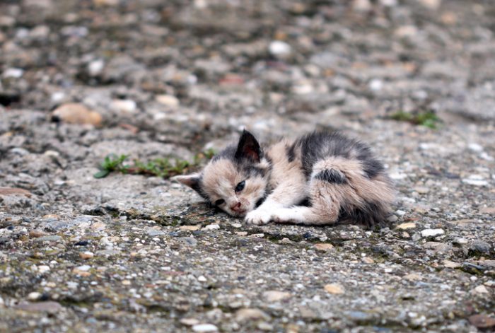 Sommarkatter