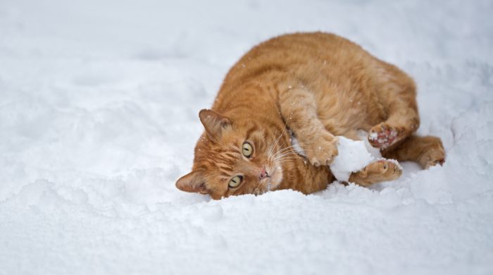 Så tar du hand om katten i vinter