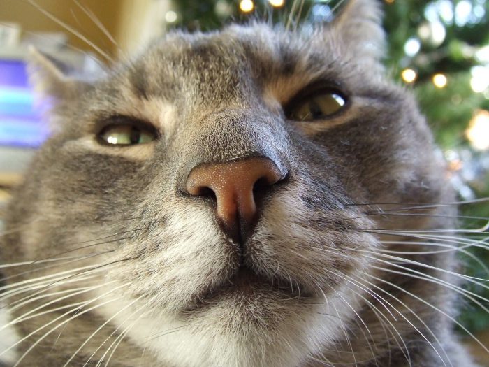 Snuvig katt
