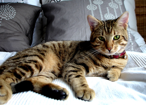 Att ta hand om sin katt