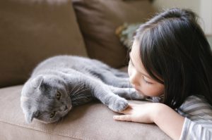 Little girl hanging out with her Scottish Fold cat