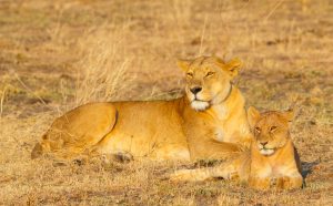 Lion and Cub in Serengeti National Park, Tanzania Africa